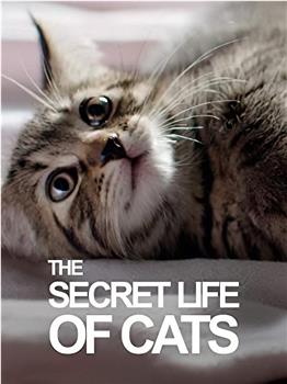 BBC地平线：猫的秘密生活在线观看和下载