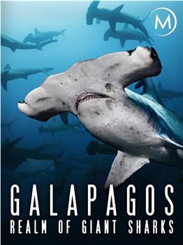 加拉帕戈斯群岛：巨大鲨鱼王国在线观看和下载