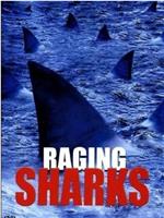 怒海狂鲨在线观看和下载