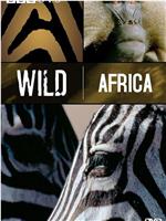 野性非洲在线观看和下载
