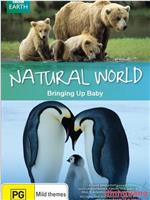BBC 自然世界 2009 动物母性在线观看和下载