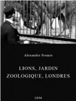 伦敦动物园的狮子在线观看和下载
