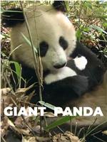 国家地理 - 大熊猫在线观看和下载