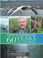 大卫爱登堡野外探索60年在线观看和下载