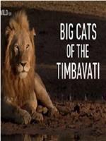 提姆巴瓦提国家公园的传奇大猫在线观看和下载