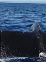 国家地理：座头鲸之歌在线观看和下载