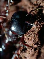 自然世界：蚂蚁攻击在线观看和下载