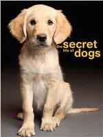 狗的秘密生活在线观看和下载
