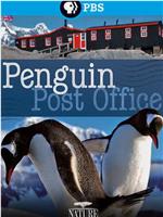 自然世界：企鹅邮局在线观看和下载