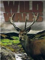 Wild Wales Season 1在线观看和下载