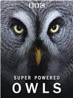 超能猫头鹰在线观看和下载