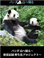 熊猫回归山林 野放全记录在线观看和下载