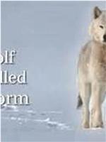 自然世界：狼之风暴在线观看和下载
