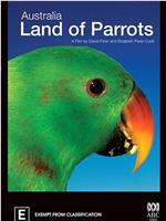 澳洲野生鹦鹉在线观看和下载