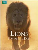 狮：兽穴中的窥探在线观看和下载