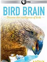 揭秘鸟类大脑在线观看和下载