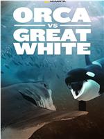 虎鲸对上大白鲨在线观看和下载