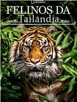泰国野生猫科在线观看和下载